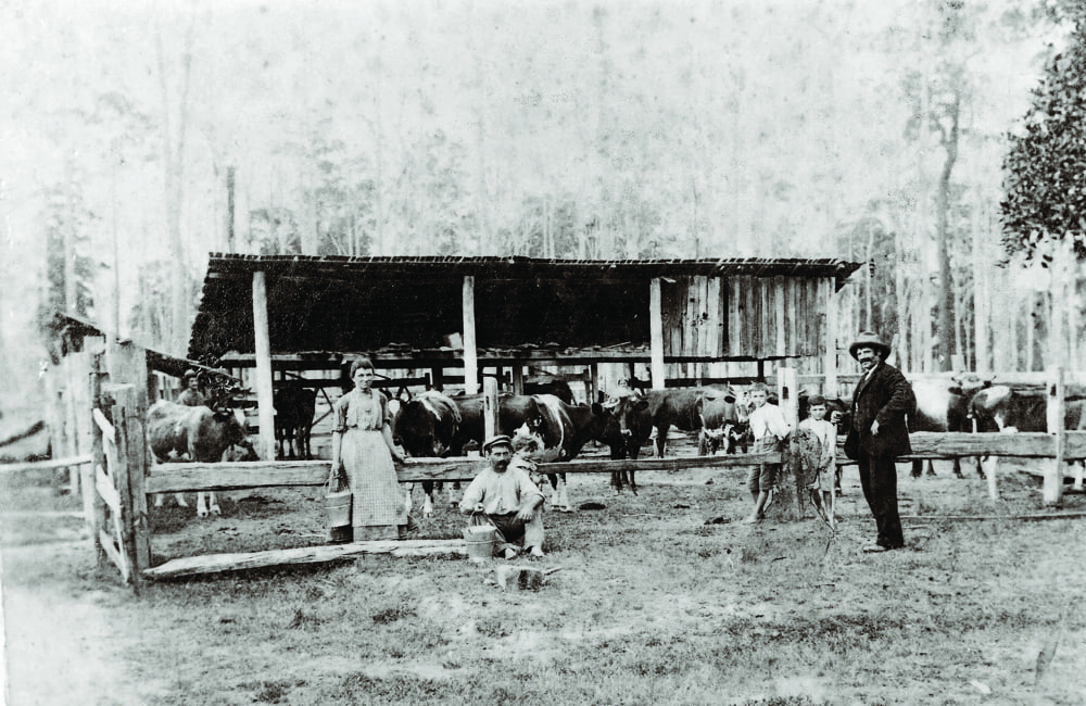 Pioneer families with dairy cattle at New Italy